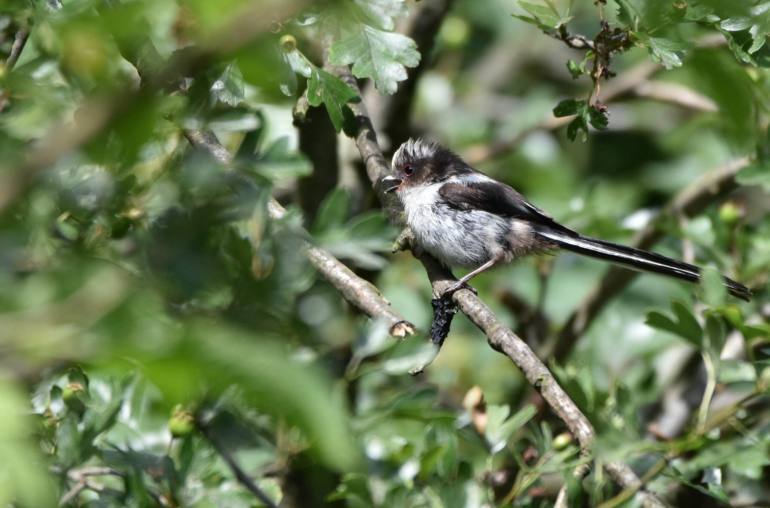 The onset of adulthood in the Long-tailed Tit is a difficult time for any community-dependent bird.